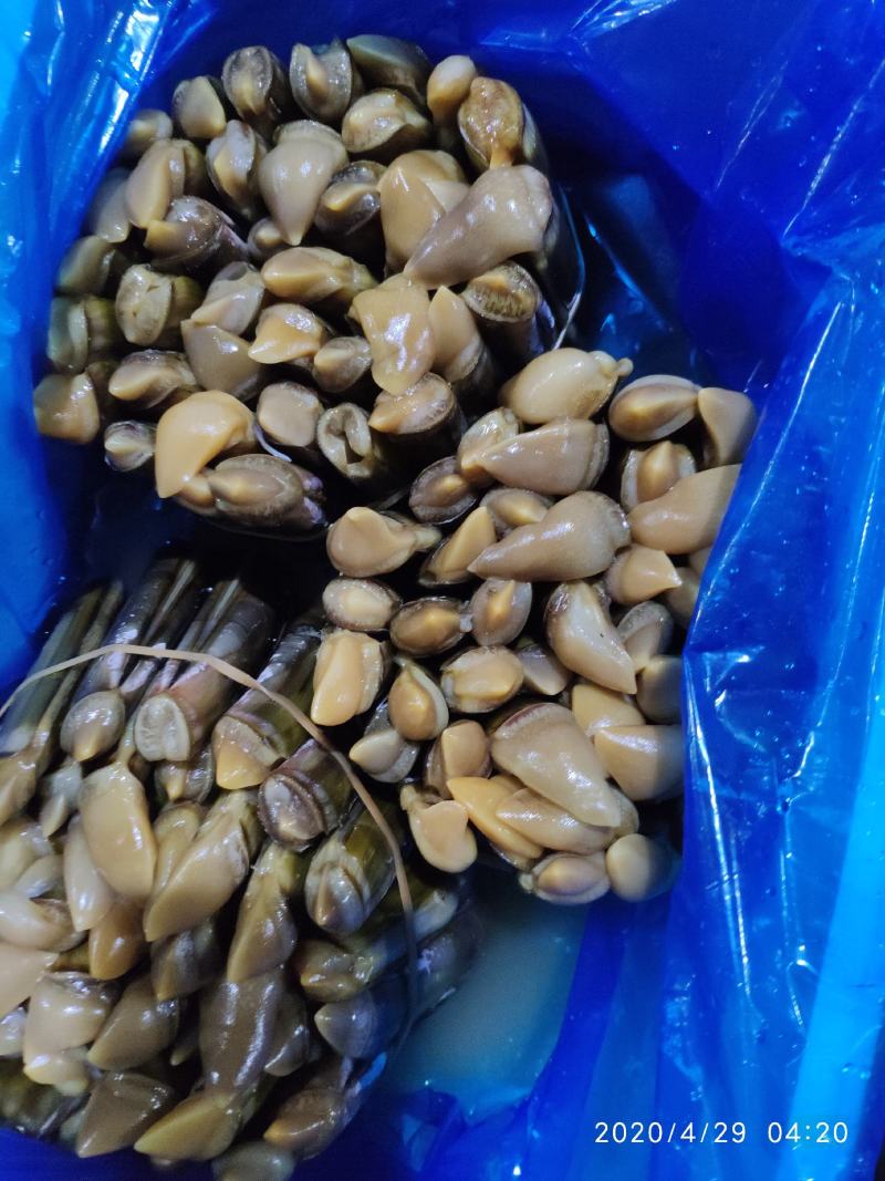 连云港血蛤鲜活各种贝类冻货可拼装发货