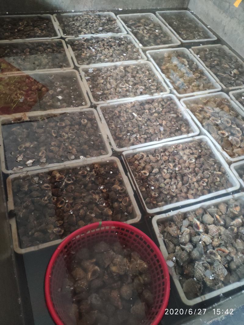 连云港血蛤鲜活各种贝类冻货可拼装发货