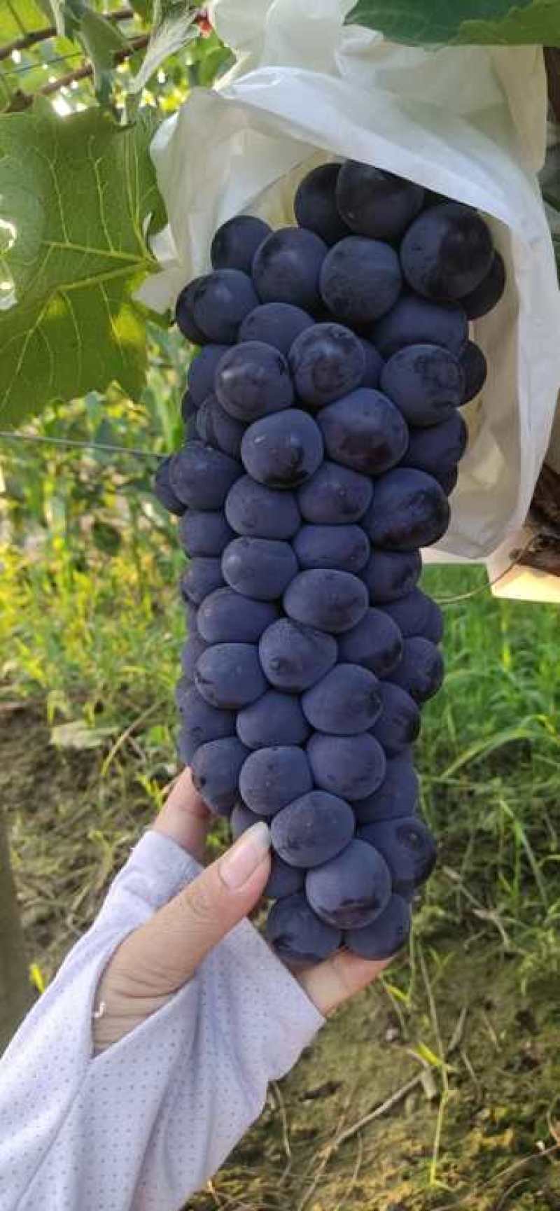 陕西京亚葡萄大量上市，质量保证，低价批发