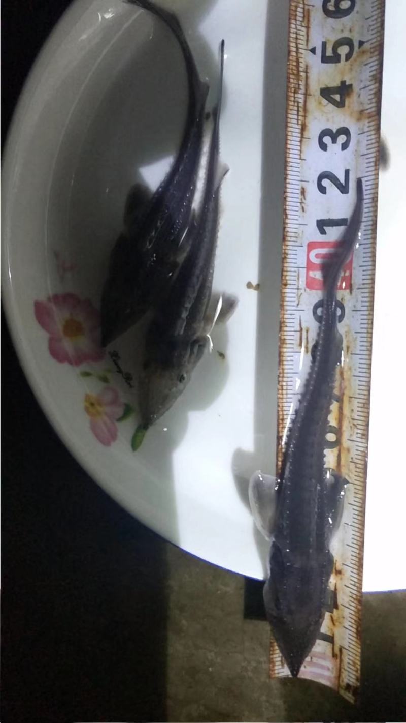 鸭嘴鱼，养殖场直发（售后跟踪服务技术指导）质量保证