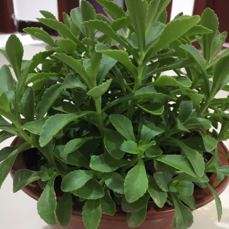 高钙菜养心菜种苗盆栽，可食用可观赏，随时吃随时摘。