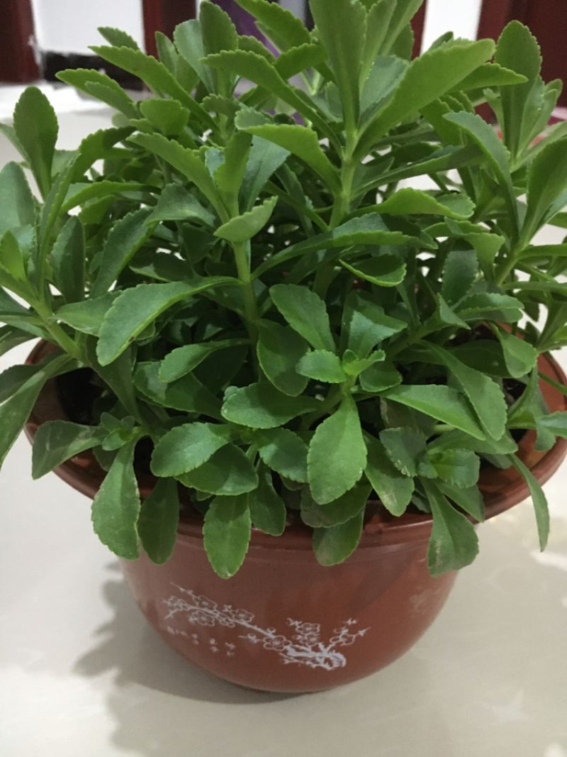高钙菜养心菜种苗盆栽，可食用可观赏，随时吃随时摘。
