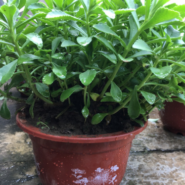 高钙菜养心菜种苗盆栽，可食用可观赏，随时吃随时摘。