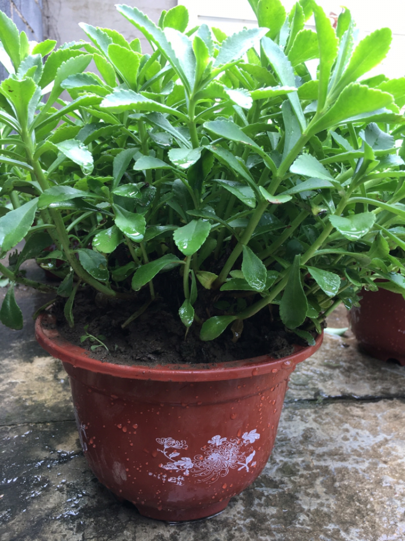 高钙菜养心菜种苗盆栽，可食用可观赏，随时吃随时摘。