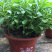 高钙菜养心菜种苗盆栽，可食用可观赏，随时吃随时摘。