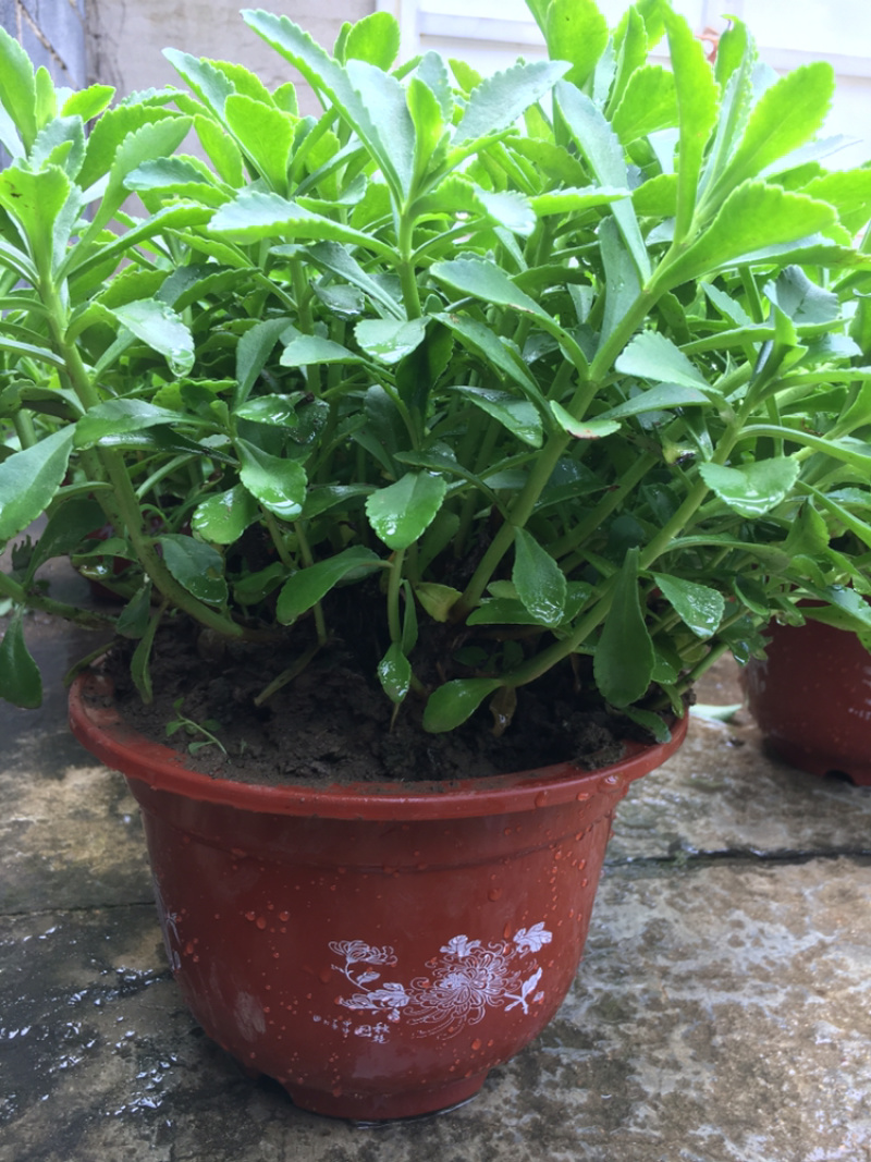 高钙菜养心菜种苗盆栽，可食用可观赏，随时吃随时摘。