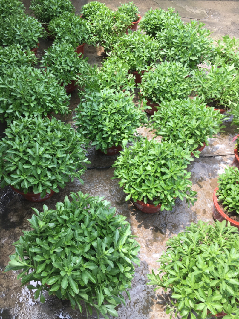 高钙菜养心菜种苗盆栽，可食用可观赏，随时吃随时摘。