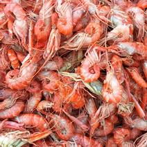 渤海湾立虾（又名，夹板虾或勾虾）口感鲜美适合做麻辣小食品