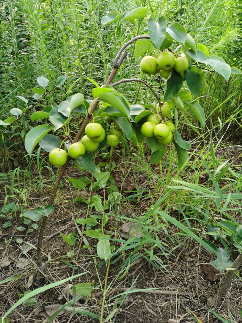 急售皂角，原生皂角，皂荚