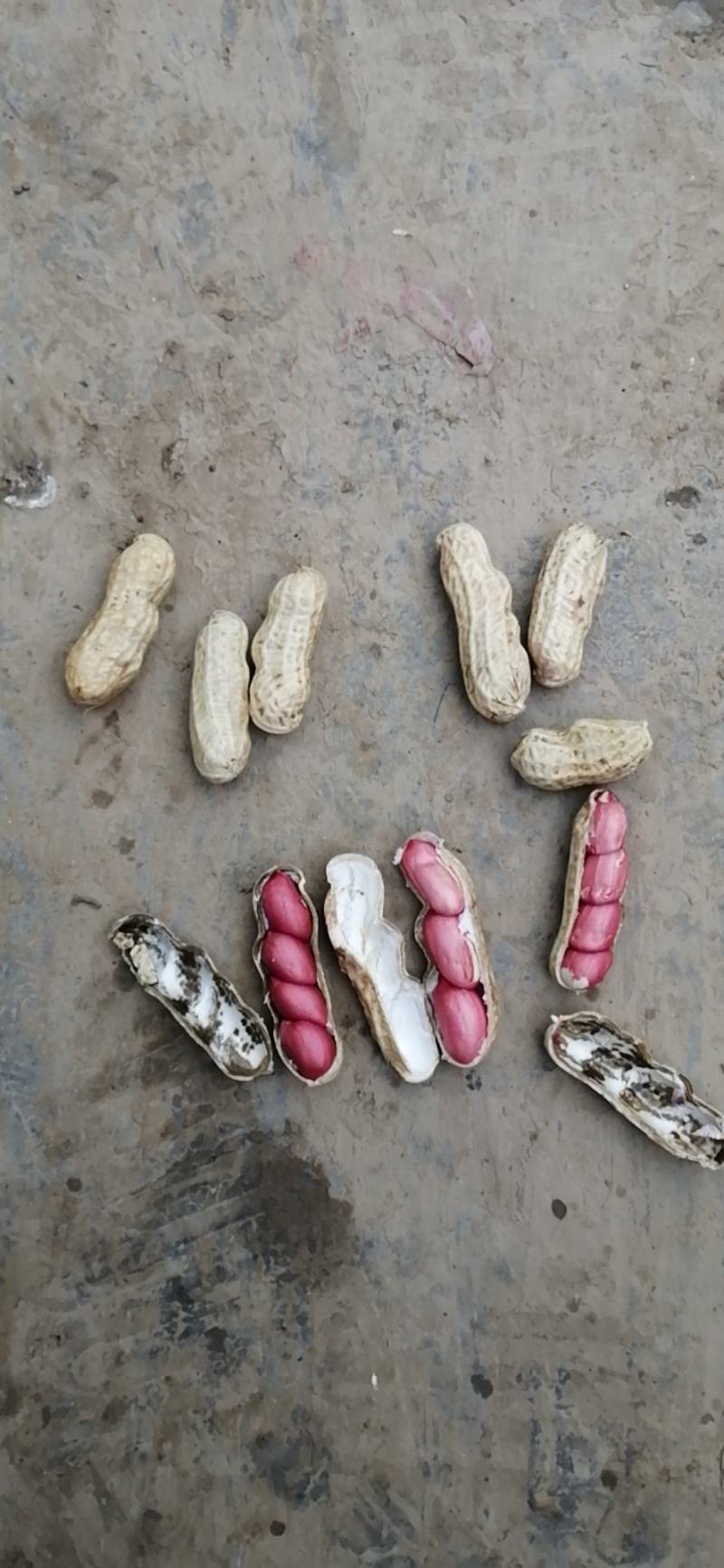 小白沙，大白沙，罗汉果鲜花生，干花生