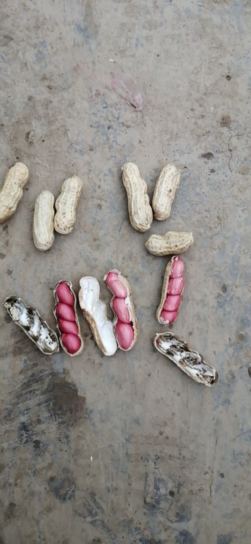 小白沙，大白沙，罗汉果鲜花生，干花生
