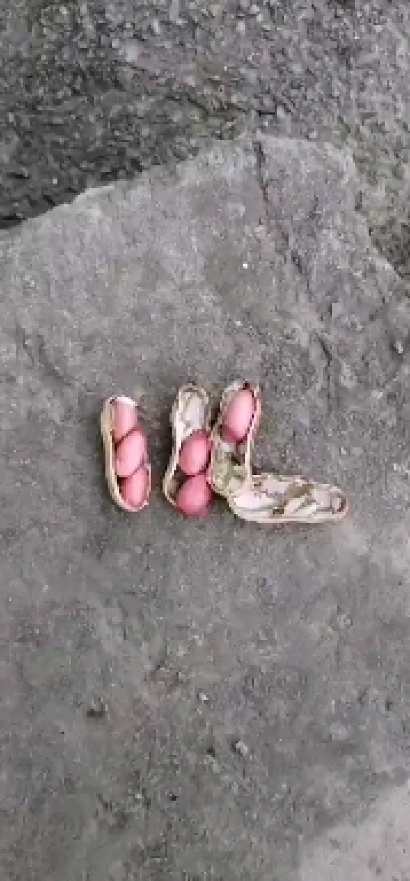 小白沙，大白沙，罗汉果鲜花生，干花生