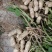 小白沙，大白沙，罗汉果鲜花生，干花生