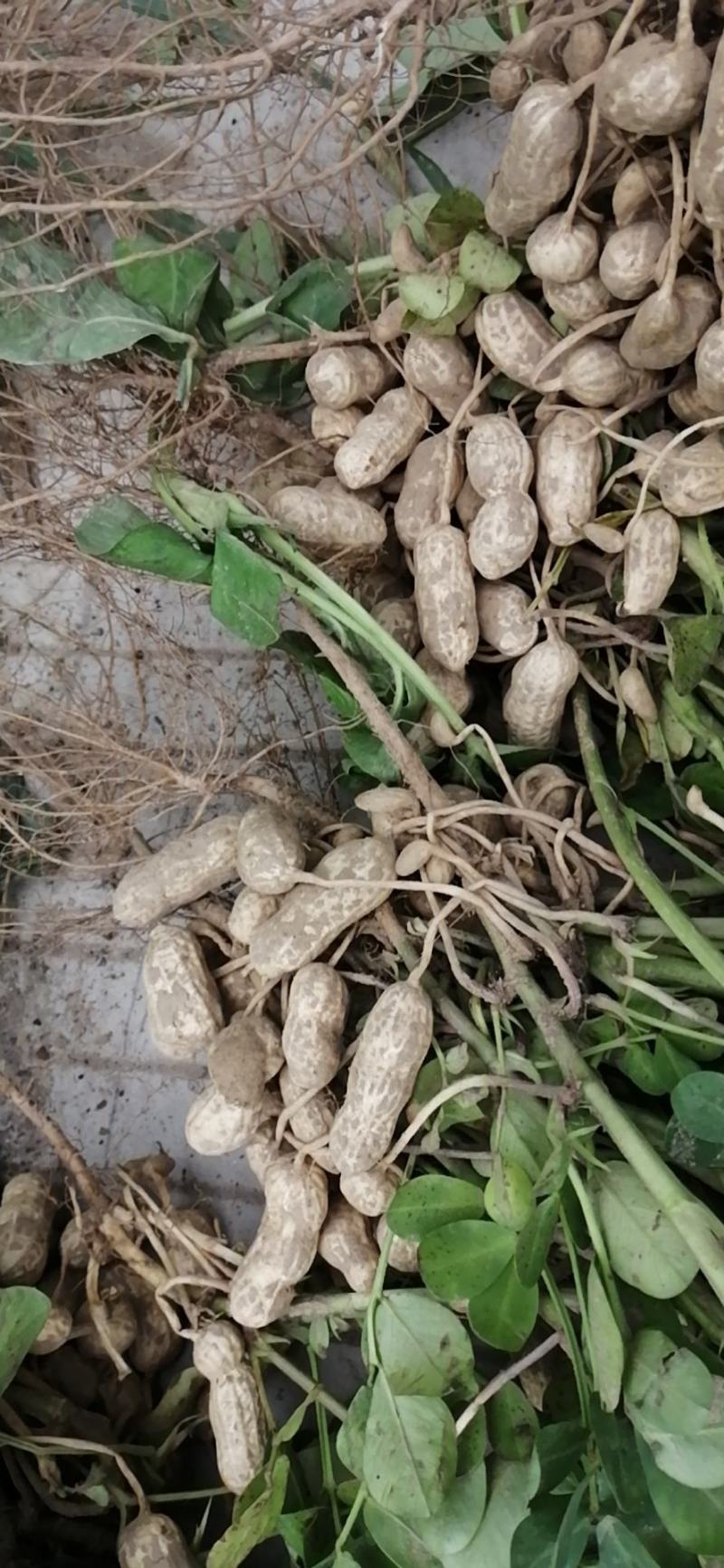 小白沙，大白沙，罗汉果鲜花生，干花生