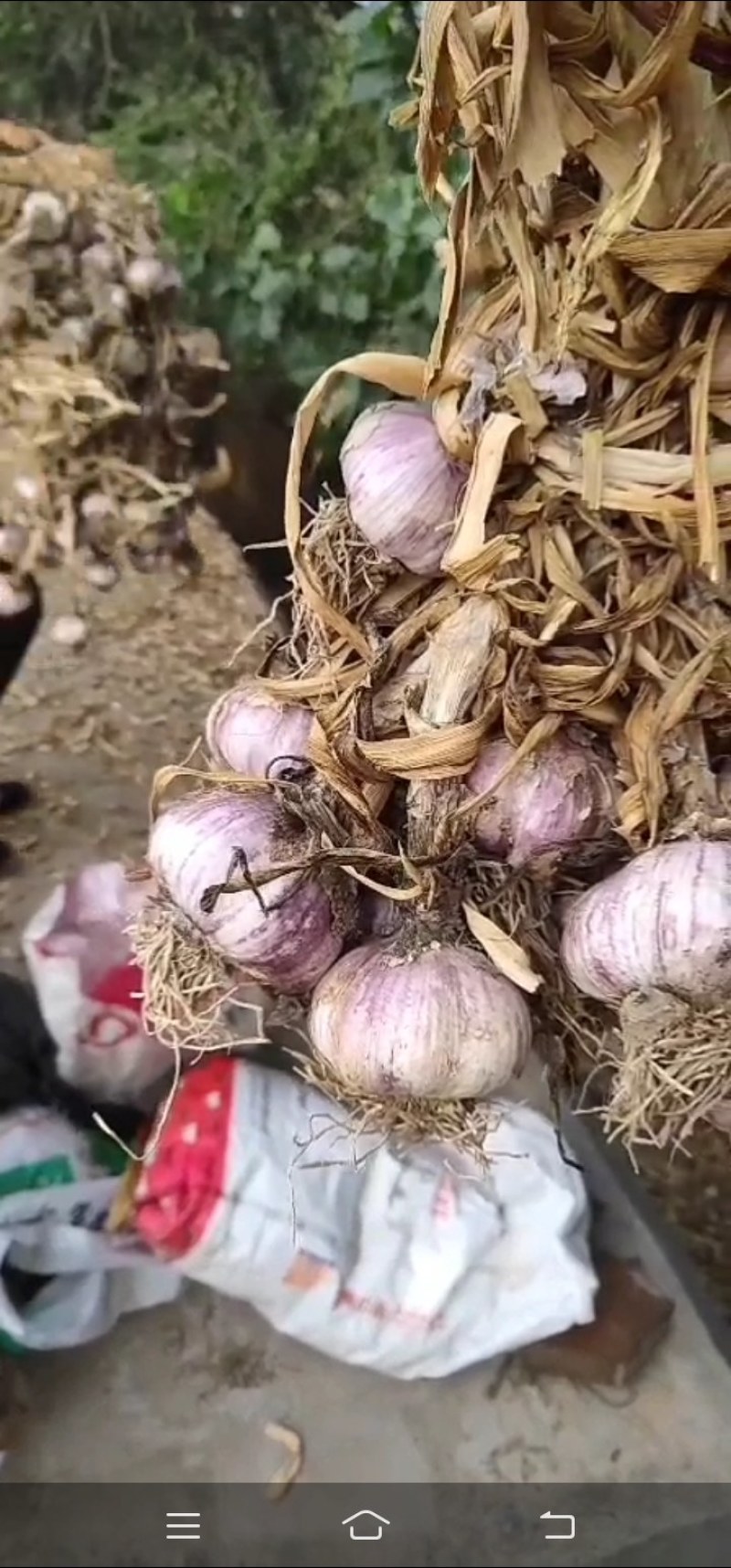 大蒜，毛头，蒜把，净头蒜