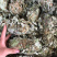 中药材新货金钱草广西扎把广金钱草