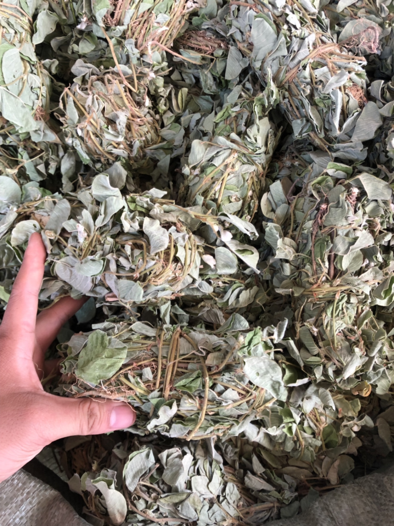中药材新货金钱草广西扎把广金钱草
