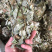 中药材新货金钱草广西扎把广金钱草