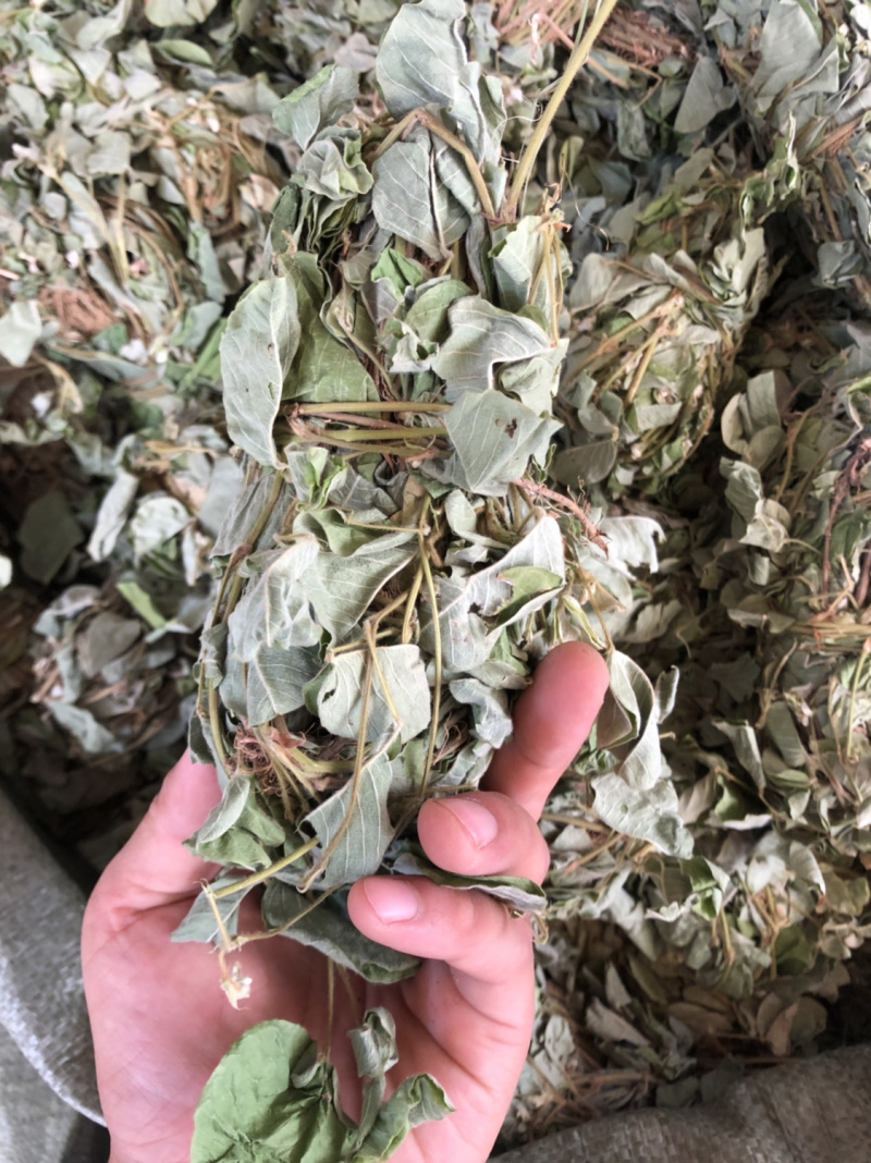 中药材新货金钱草广西扎把广金钱草