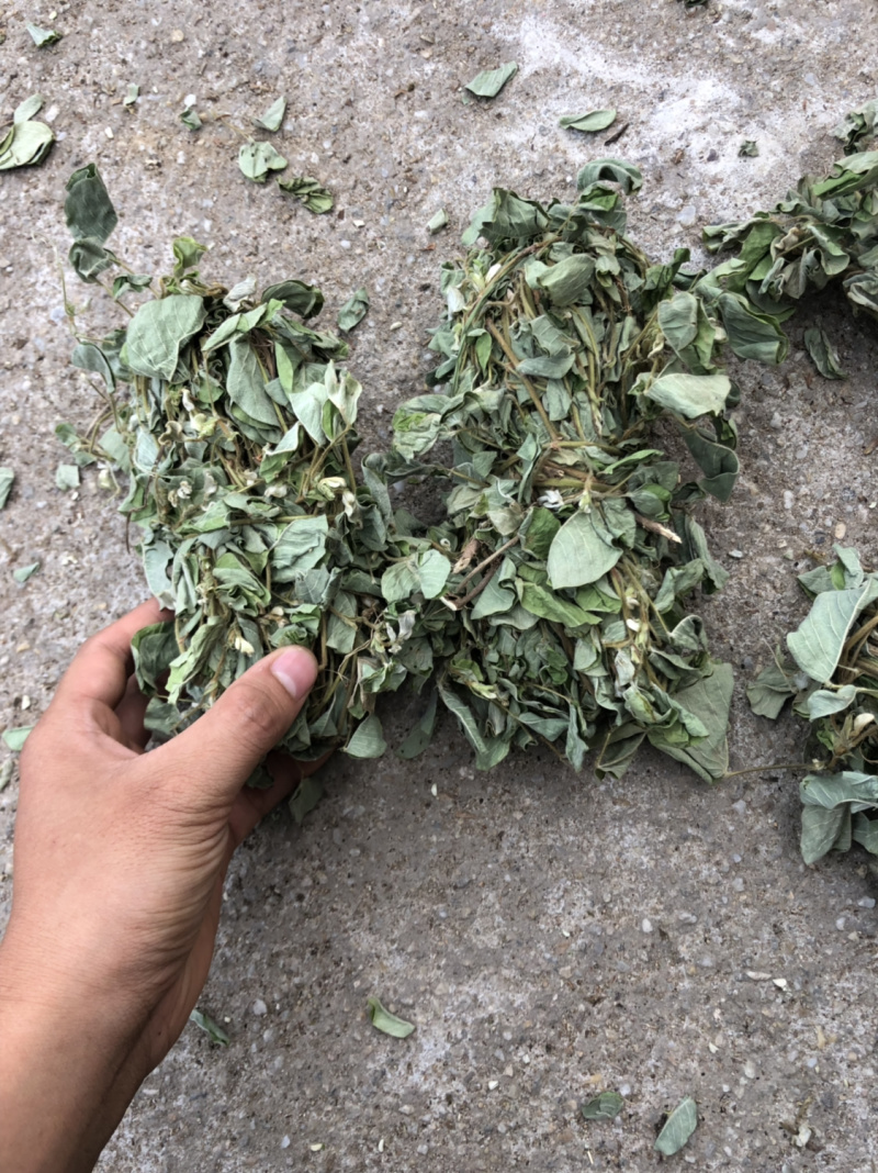 中药材新货金钱草广西扎把广金钱草