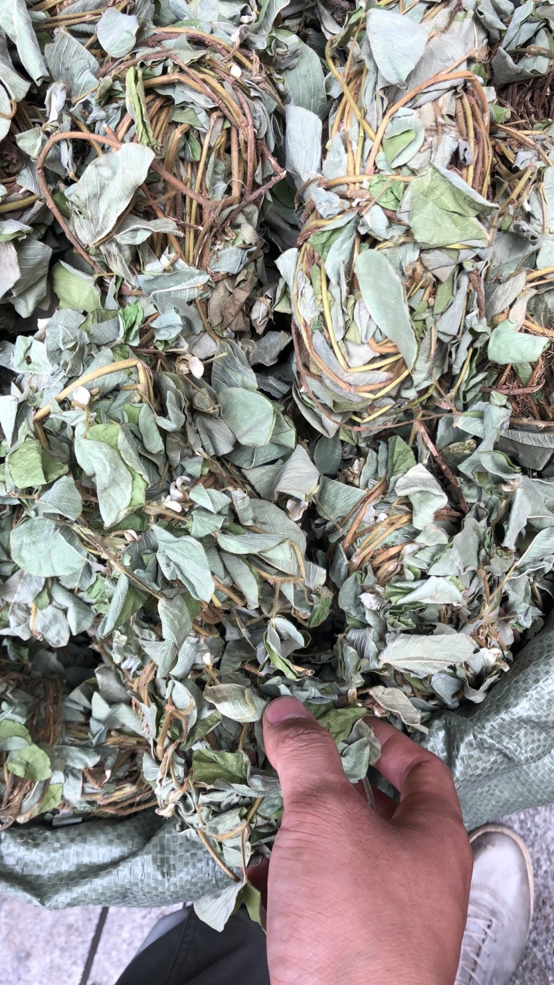 中药材新货金钱草广西扎把广金钱草