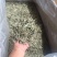 头采白毫银针新茶福鼎白茶500g包邮