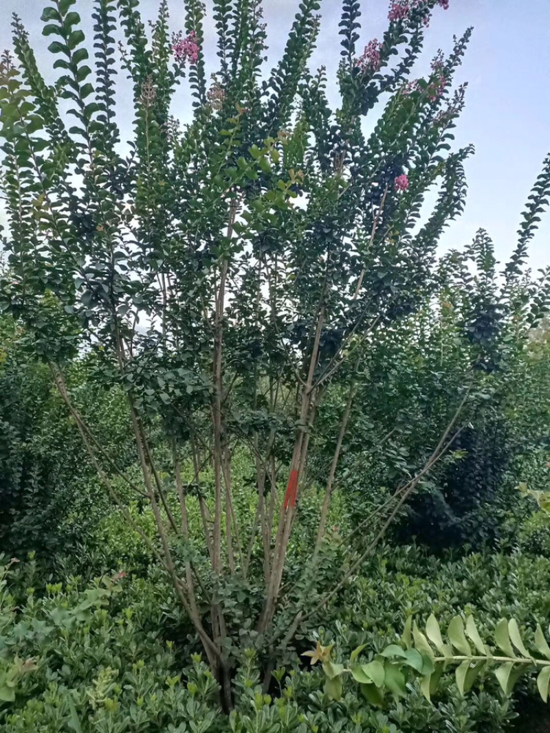 紫薇芙蓉树红花紫薇丛生紫薇，单杆紫薇，红火箭紫薇。