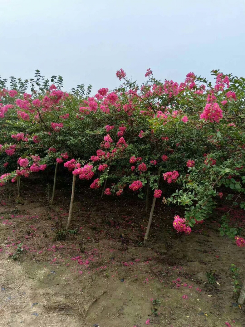 紫薇芙蓉树红花紫薇丛生紫薇，单杆紫薇，红火箭紫薇。