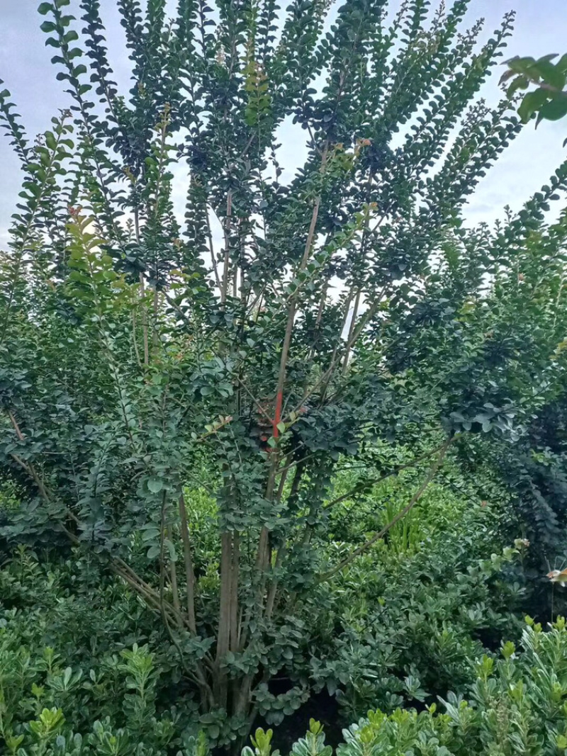 紫薇芙蓉树红花紫薇丛生紫薇，单杆紫薇，红火箭紫薇。
