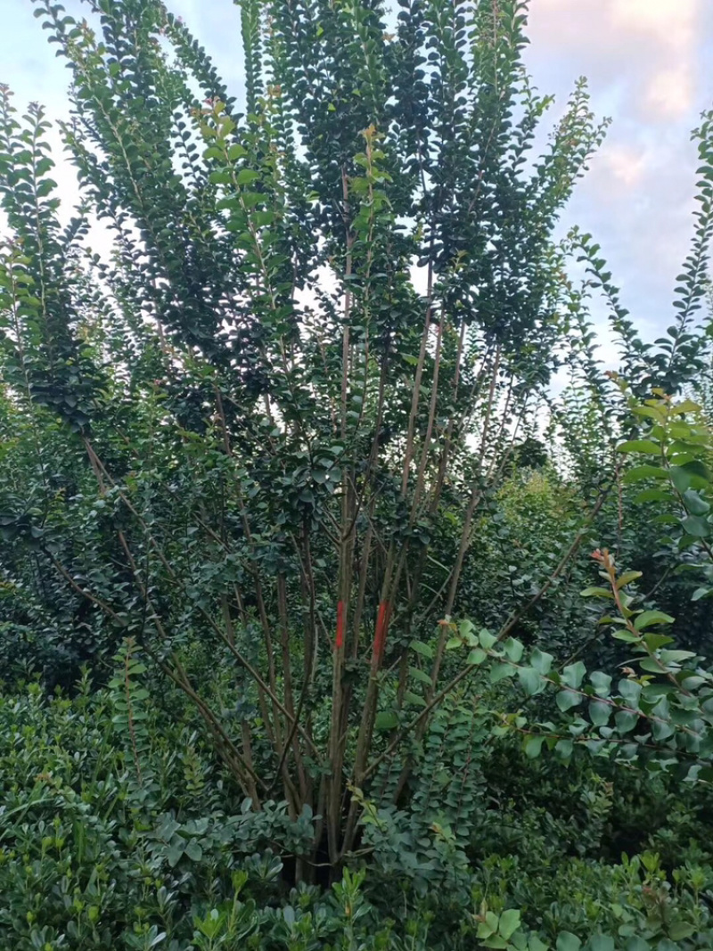 紫薇芙蓉树红花紫薇丛生紫薇，单杆紫薇，红火箭紫薇。