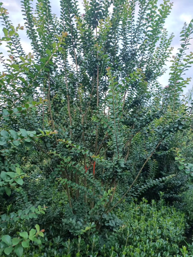 紫薇芙蓉树红花紫薇丛生紫薇，单杆紫薇，红火箭紫薇。