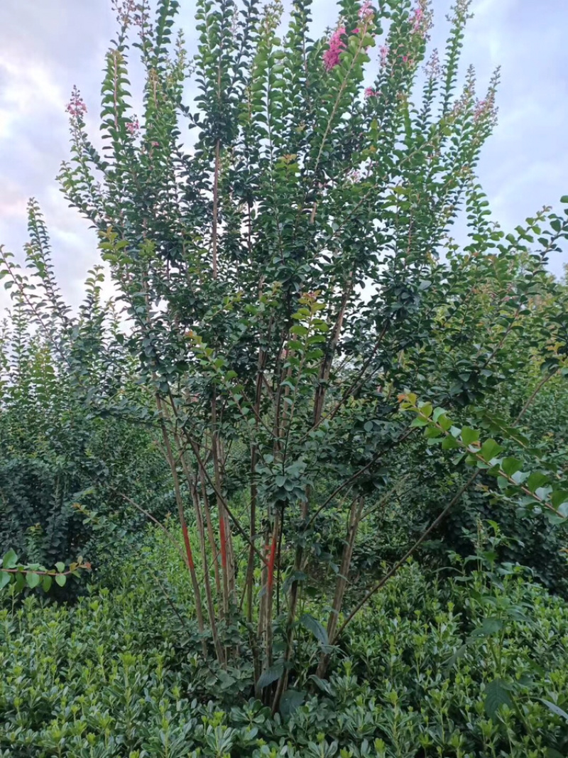 紫薇芙蓉树红花紫薇丛生紫薇，单杆紫薇，红火箭紫薇。