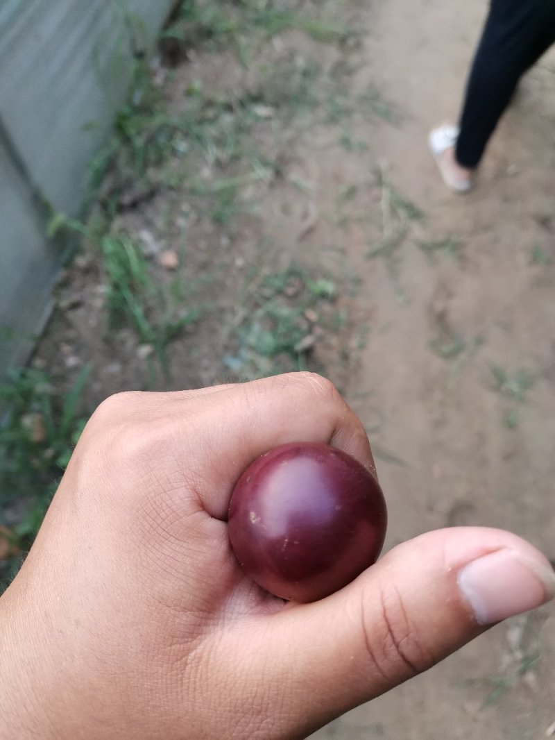 精品葡萄，乒乓球，非诚勿扰