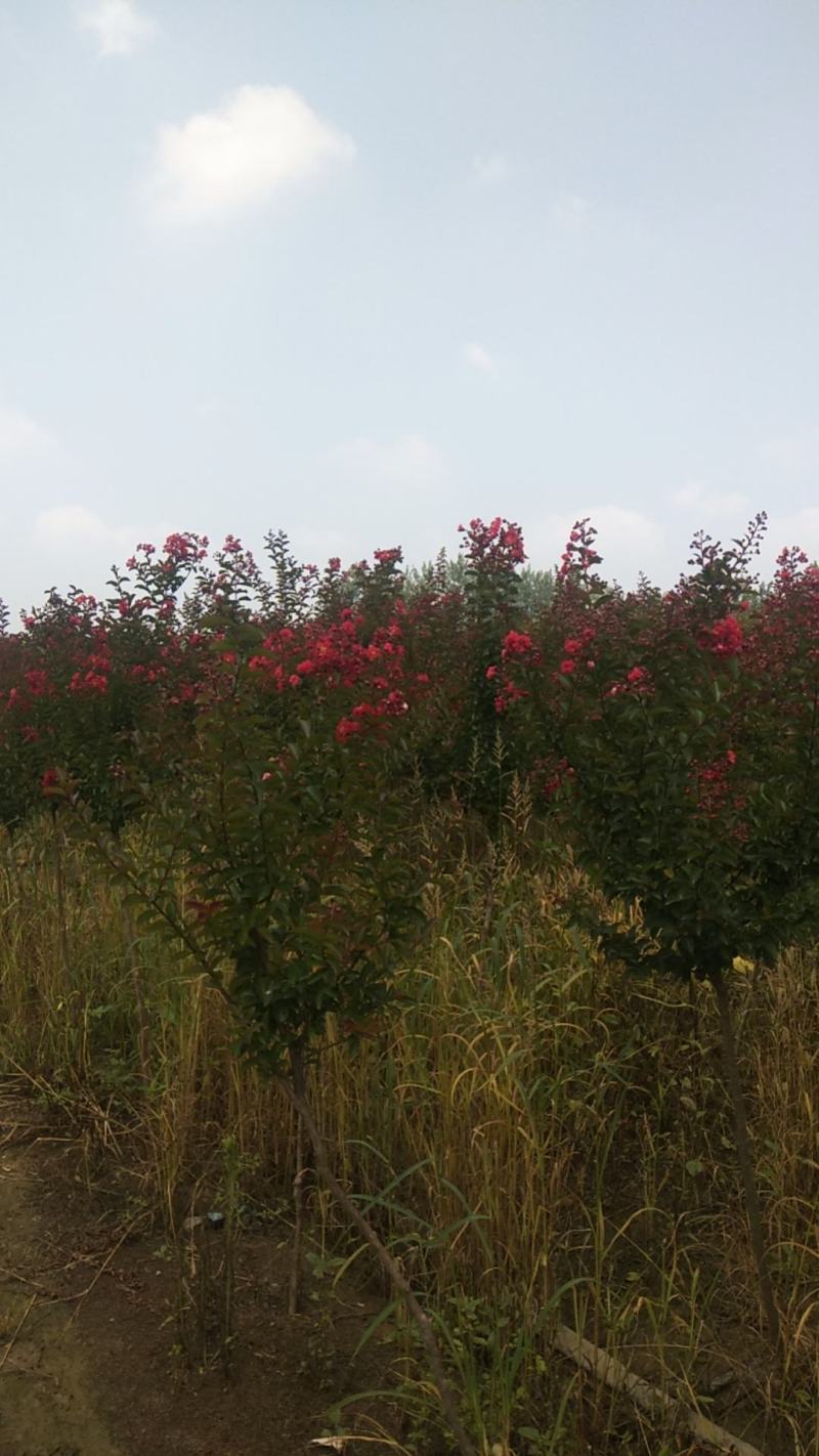 紫薇苗，紫薇小苗，大苗，红叶紫薇基地销售价格实惠欢迎咨询