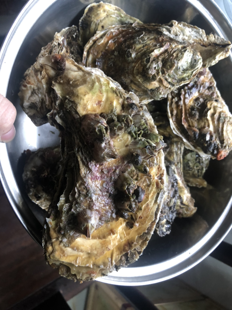 超肥美生蚝深海生蚝鲜活10斤刺身中蚝广东海鲜水产