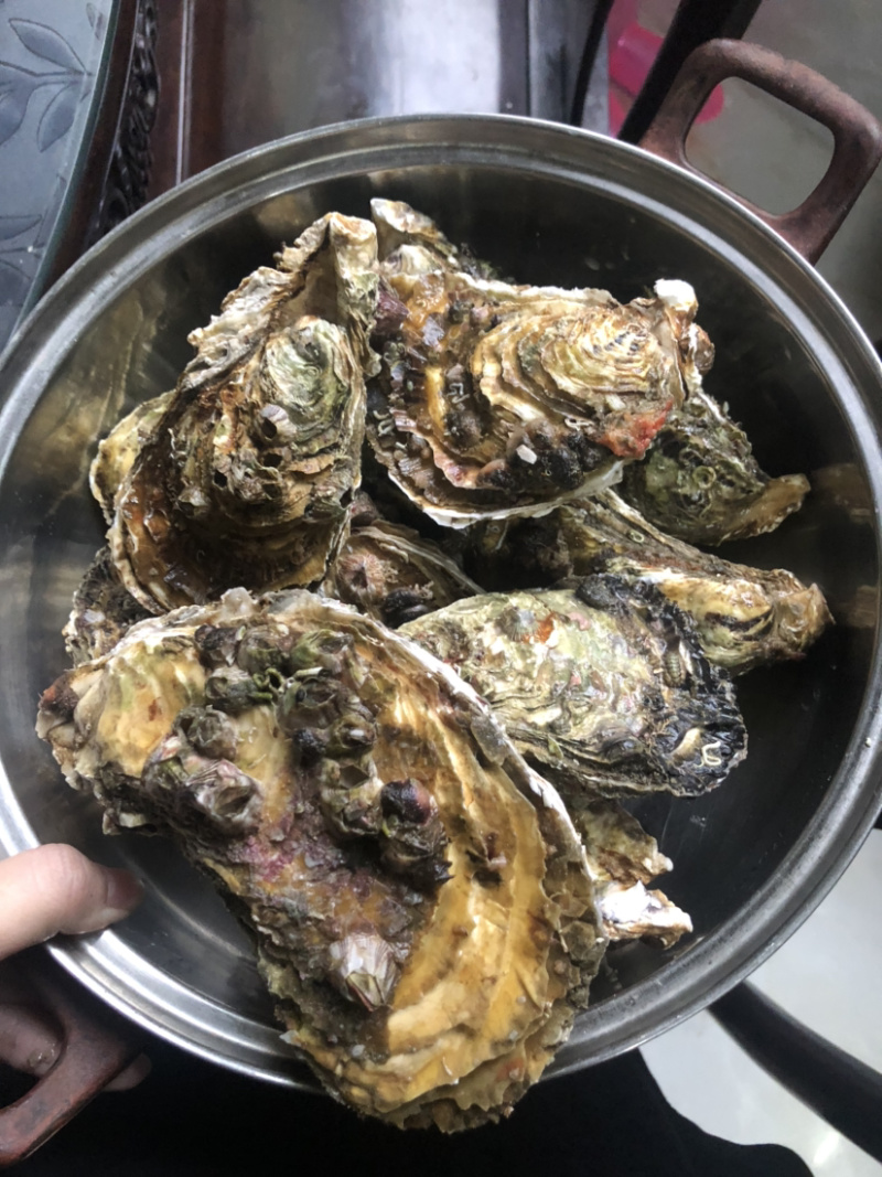 超肥美生蚝深海生蚝鲜活10斤刺身中蚝广东海鲜水产