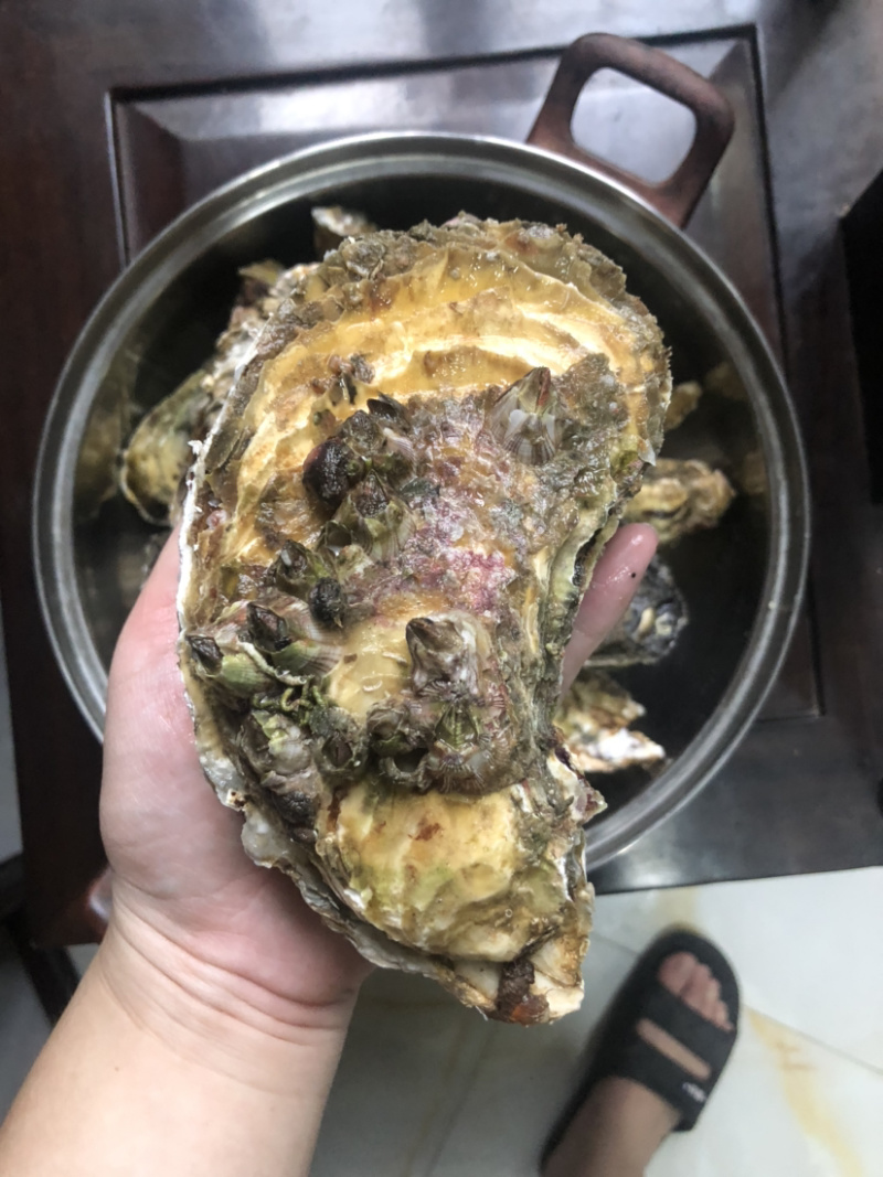 超肥美生蚝深海生蚝鲜活10斤刺身中蚝广东海鲜水产
