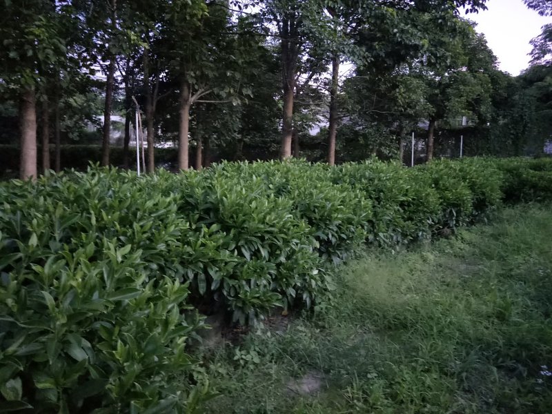 非洲茉莉高度1米～1.1米，冠幅1米