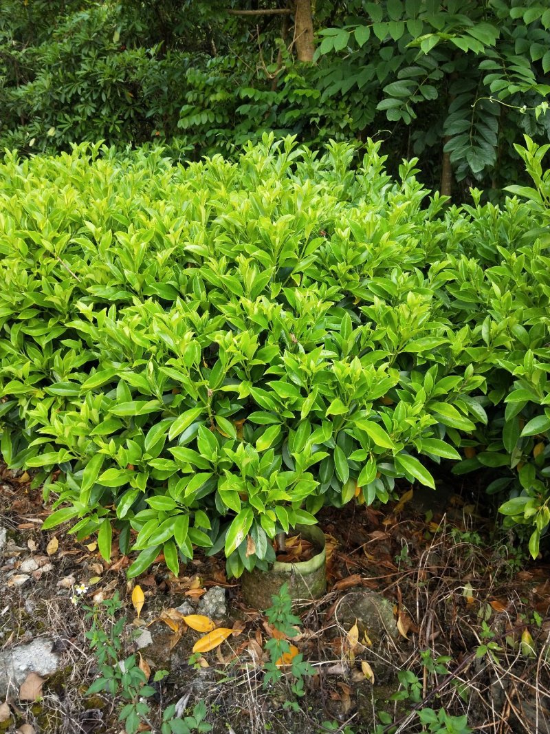非洲茉莉高度1米～1.1米，冠幅1米