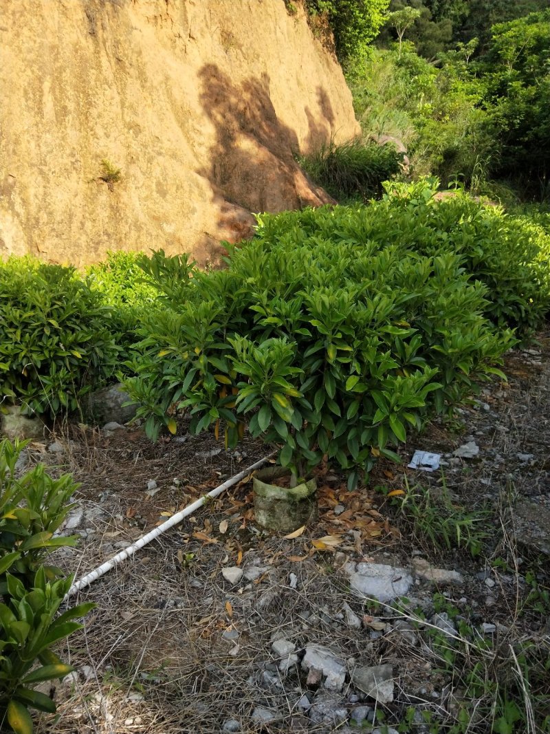 非洲茉莉高度1米～1.1米，冠幅1米