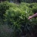 非洲茉莉高度1米～1.1米，冠幅1米