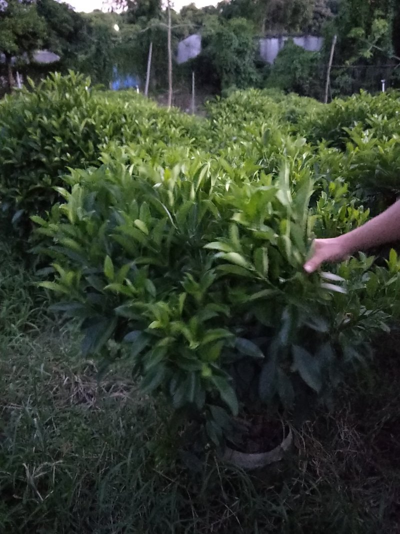 非洲茉莉高度1米～1.1米，冠幅1米