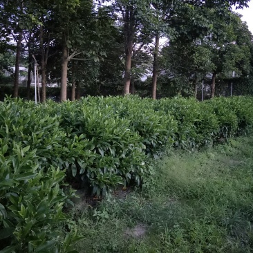 非洲茉莉高度1米～1.1米，冠幅1米