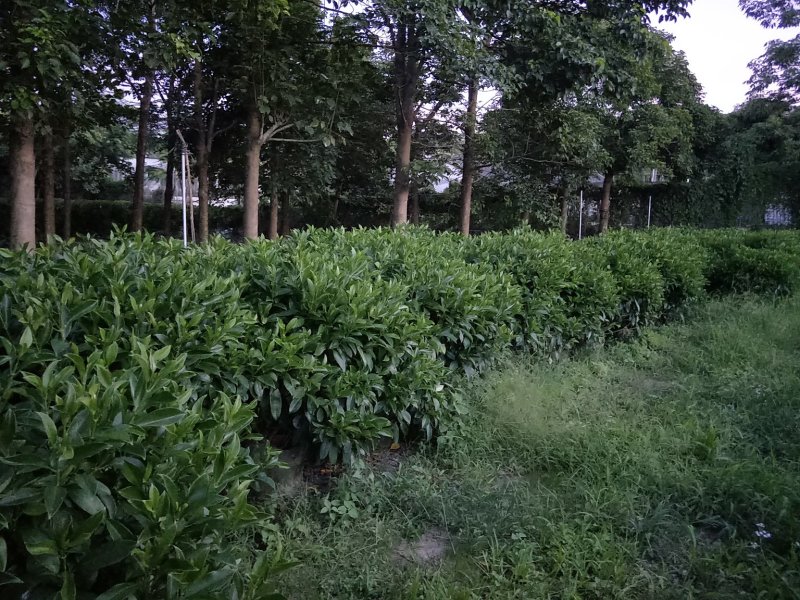 非洲茉莉高度1米～1.1米，冠幅1米