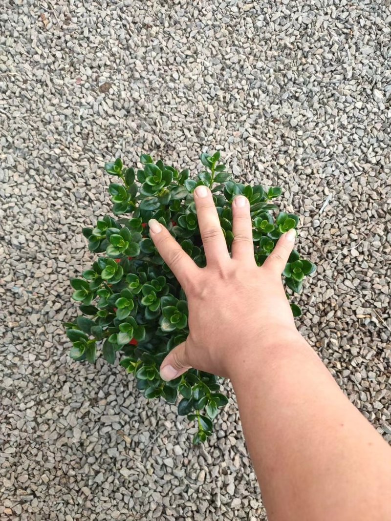 钻石翡翠，大量现货，精品