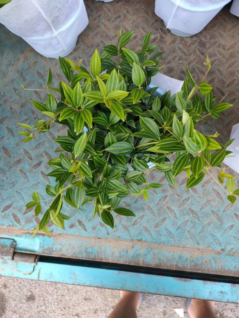 钻石翡翠，大量现货，精品