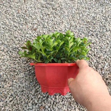 钻石翡翠，大量现货，精品