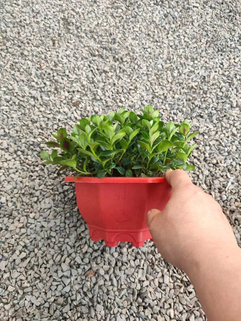 钻石翡翠，大量现货，精品