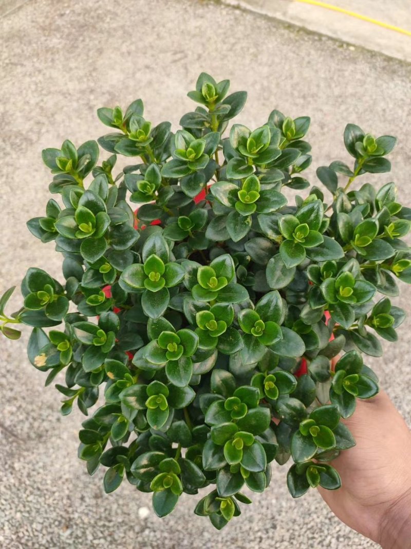钻石翡翠，大量现货，精品