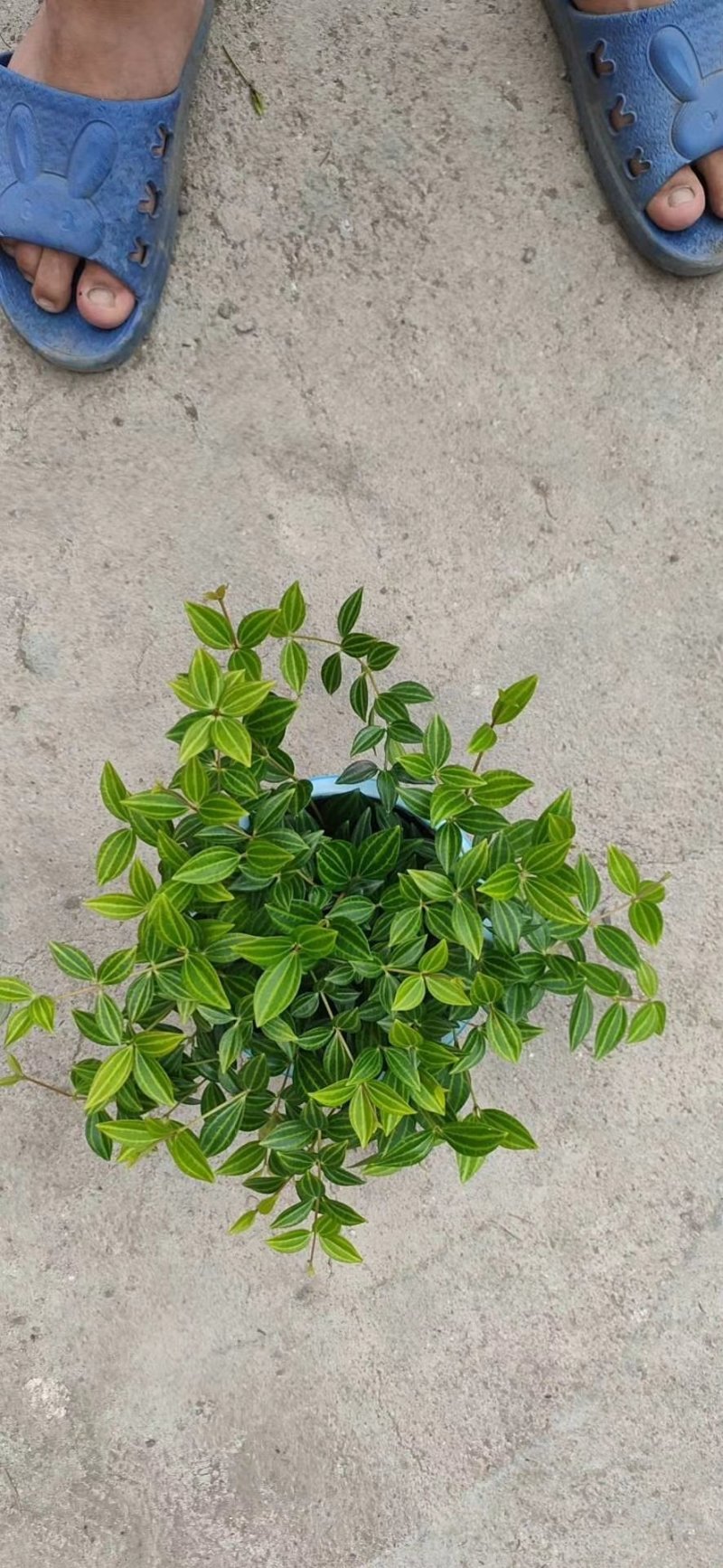 钻石翡翠，大量现货，精品